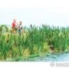 Walthers Scenemaster HO 4179 Cattails -- Kit Pkg(60) -Walthers Sales walthers scenemaster ho 4179 cattails kit pkg 60 scenery details 254